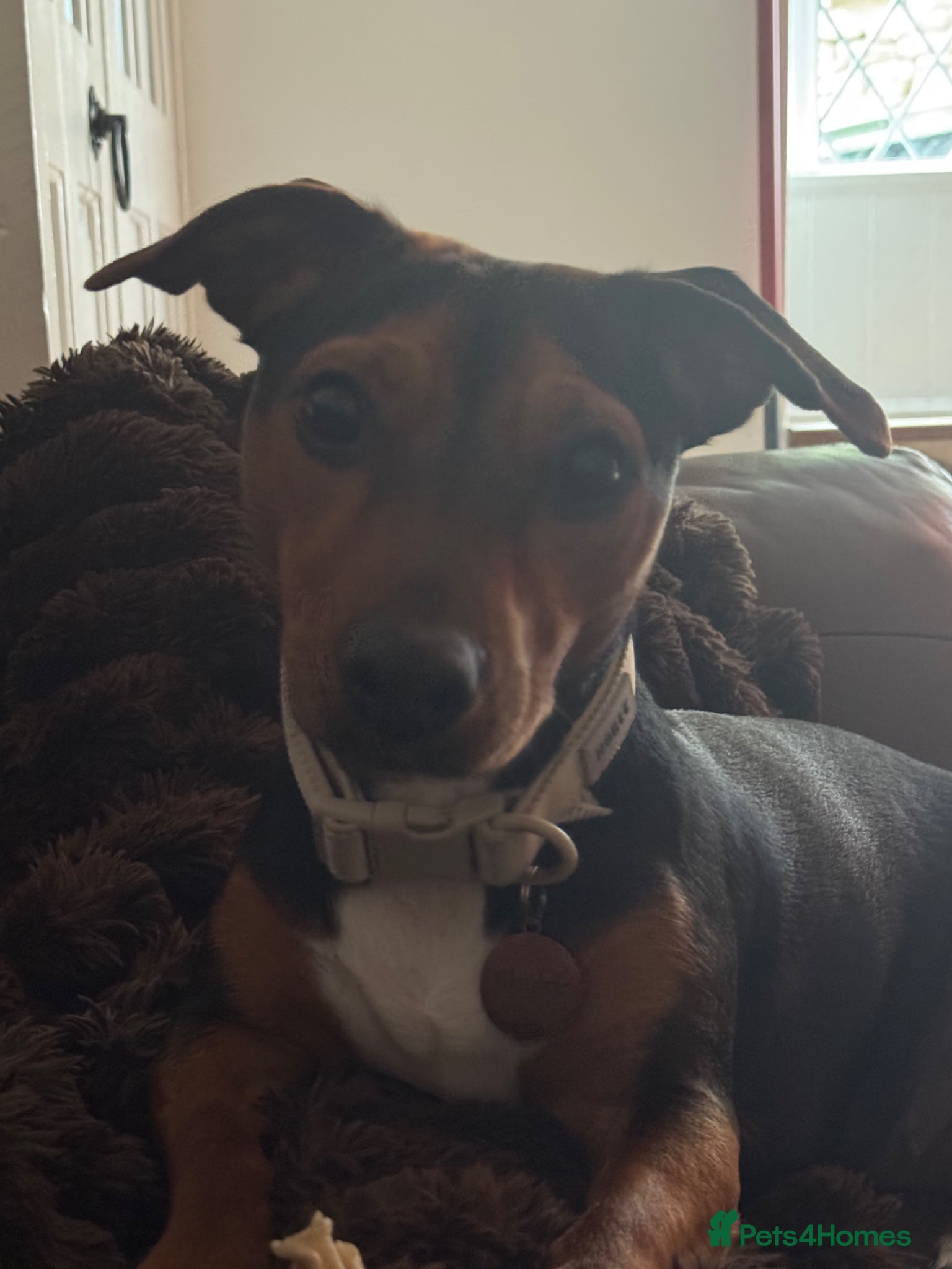 Jackshund dogs Jack Russell x dachshund  - Advert 1