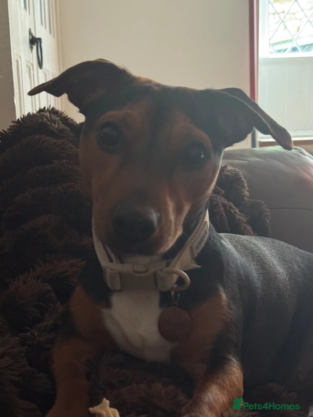 Jackshund dogs for sale: Jack Russell x dachshund  - Advert 1