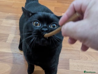 British Shorthair cats - Advert 26