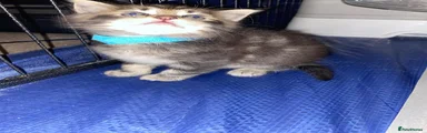 Mr blue 