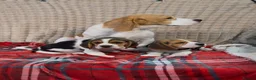 Beagle dogs for sale: BEAUTIFUL (SHOW TYPE) BEAGLE PUPPIES READY NOW - Advert 16