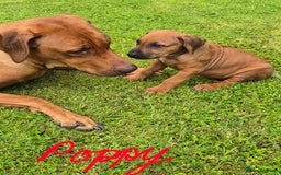 Rhodesian Ridgeback dogs for sale: Stunning Rhodesian RidgeBack Pups.. - Image 30