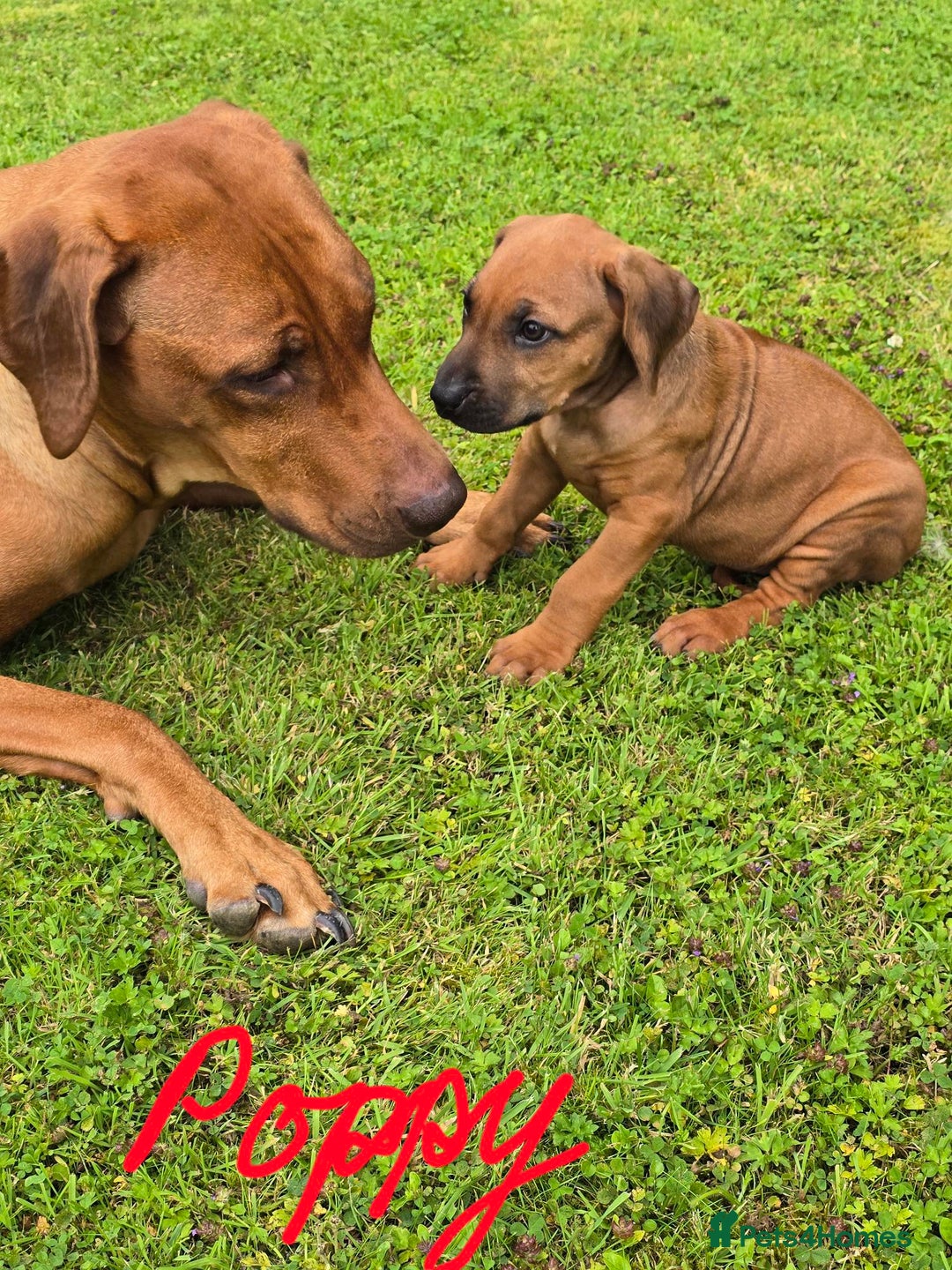 Rhodesian Ridgeback dogs for sale: Stunning Rhodesian RidgeBack Pups.. - Image 30