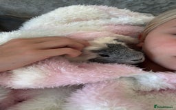 Guinea Pig rodents for sale: 2 male guniepigs and cage   - Image 3