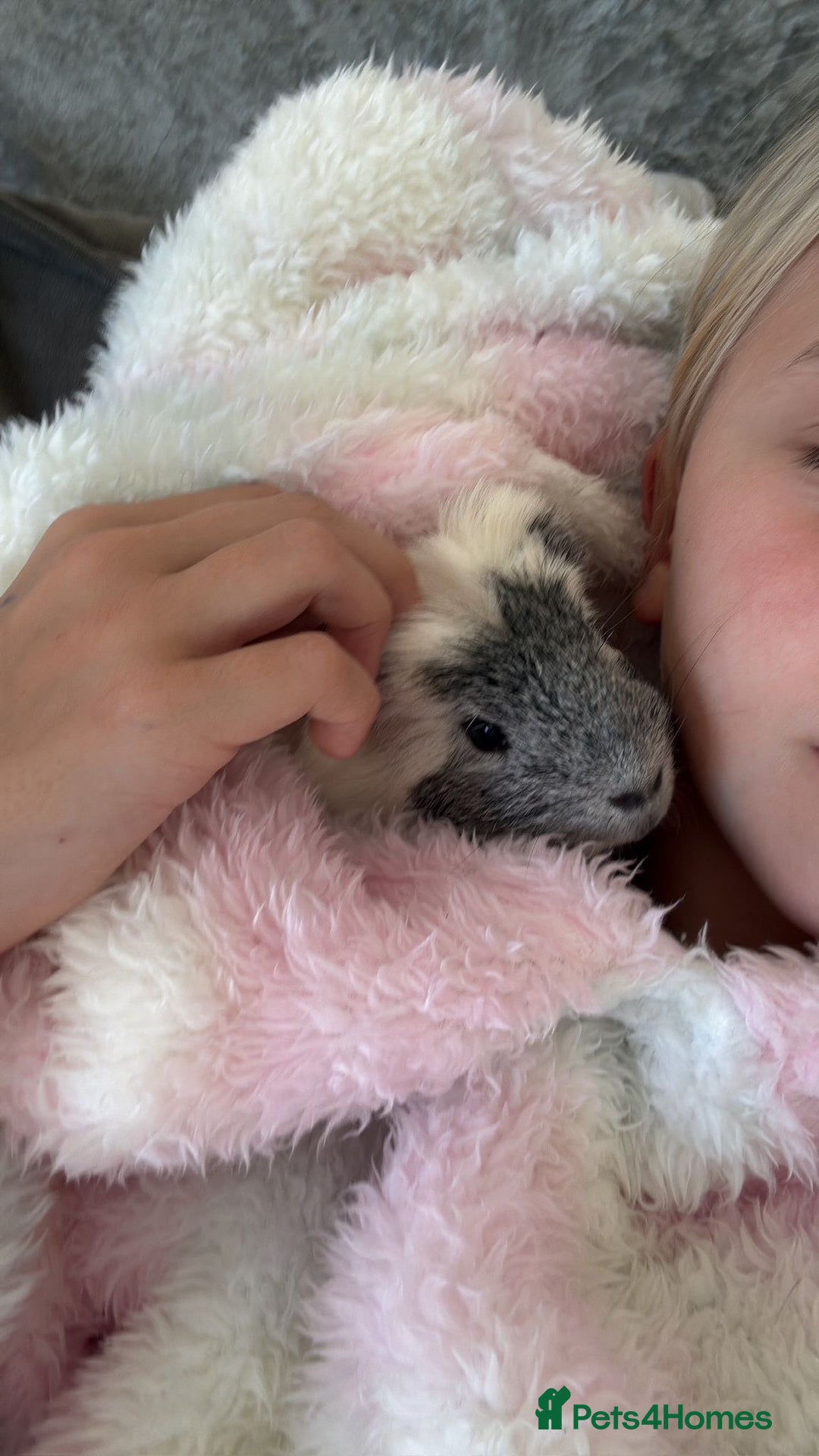 Guinea Pig rodents for sale: 2 male guniepigs and cage   - Image 3