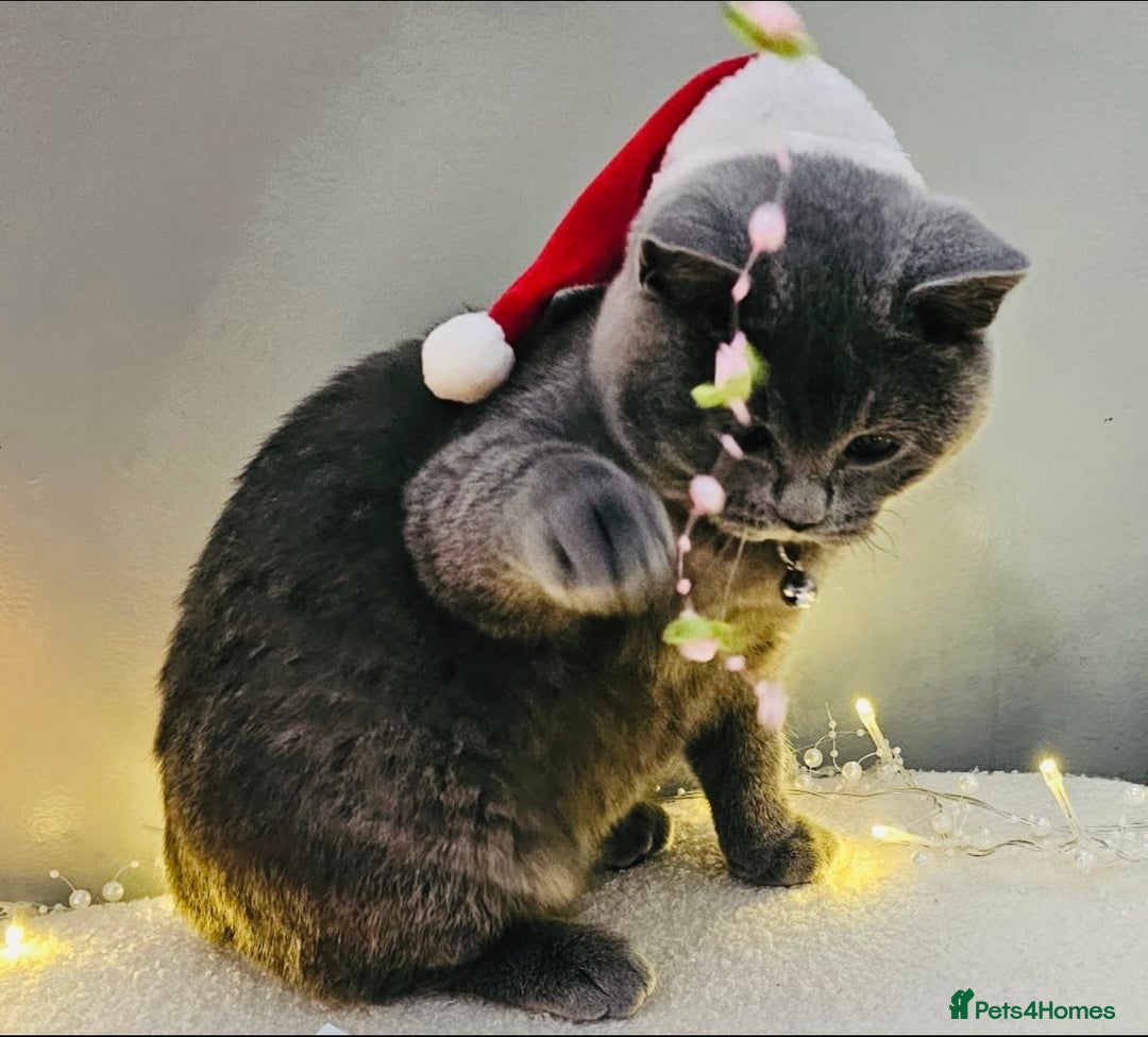 British Shorthair cats for sale: Stunning Blue British Shorthair Kitten 19 Weeks! - Advert 10