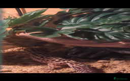 Leopard Gecko reptiles for sale: Leopard gecko and setup - Image 7