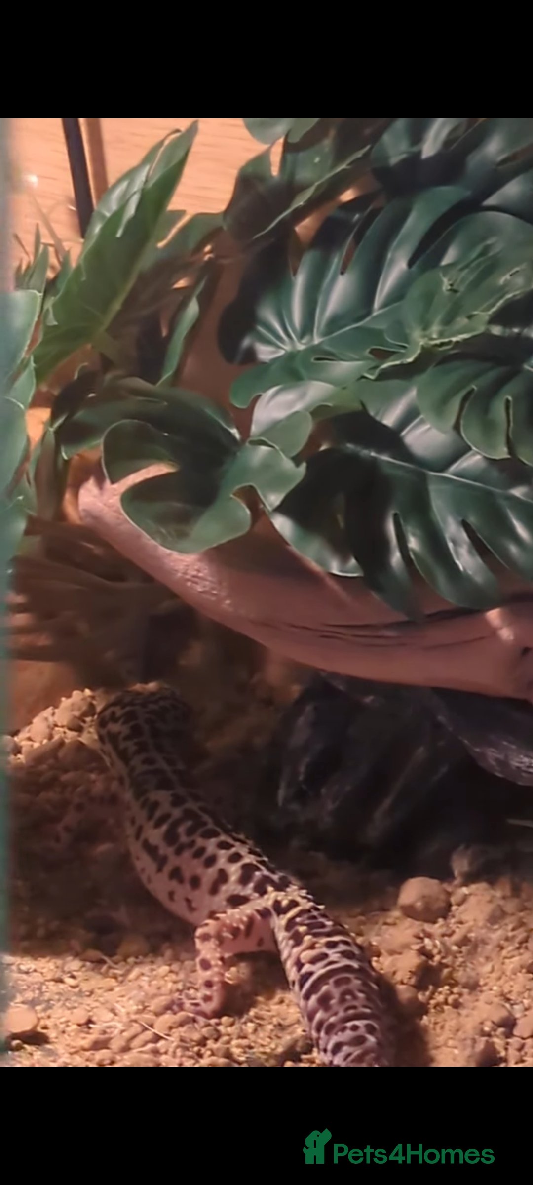 Leopard Gecko reptiles for sale: Leopard gecko and setup - Image 7
