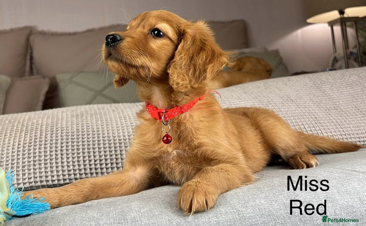 Goldendoodle dogs - Advert 10