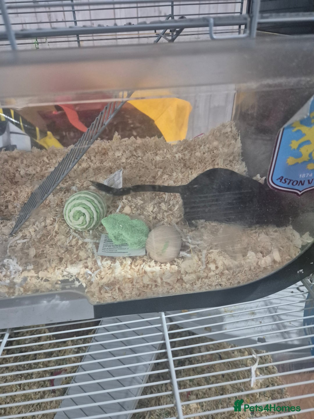 Gerbil rodents for sale: Gerbils for sale - Image 6