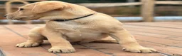 Labrador Retriever dogs for sale: KC REGISTERED LABRADOR PUPPIES - Advert 10