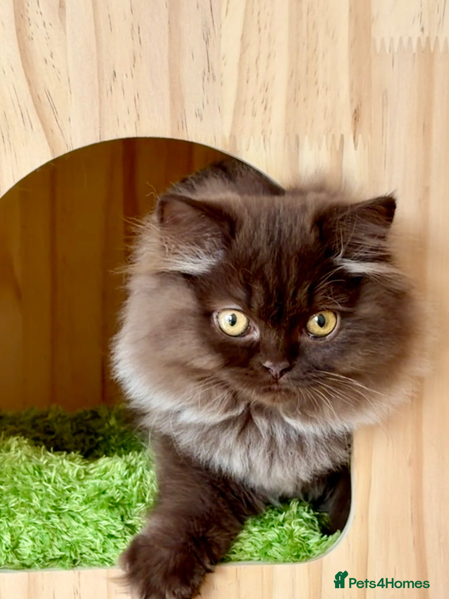 British Longhair cats Chocolate BLH boys TICA registration  - Advert 5