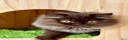 British Longhair cats for sale: Chocolate BLH boys TICA registration  - Advert 6