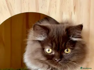British Longhair cats Chocolate BLH boys TICA registration - Advert 7