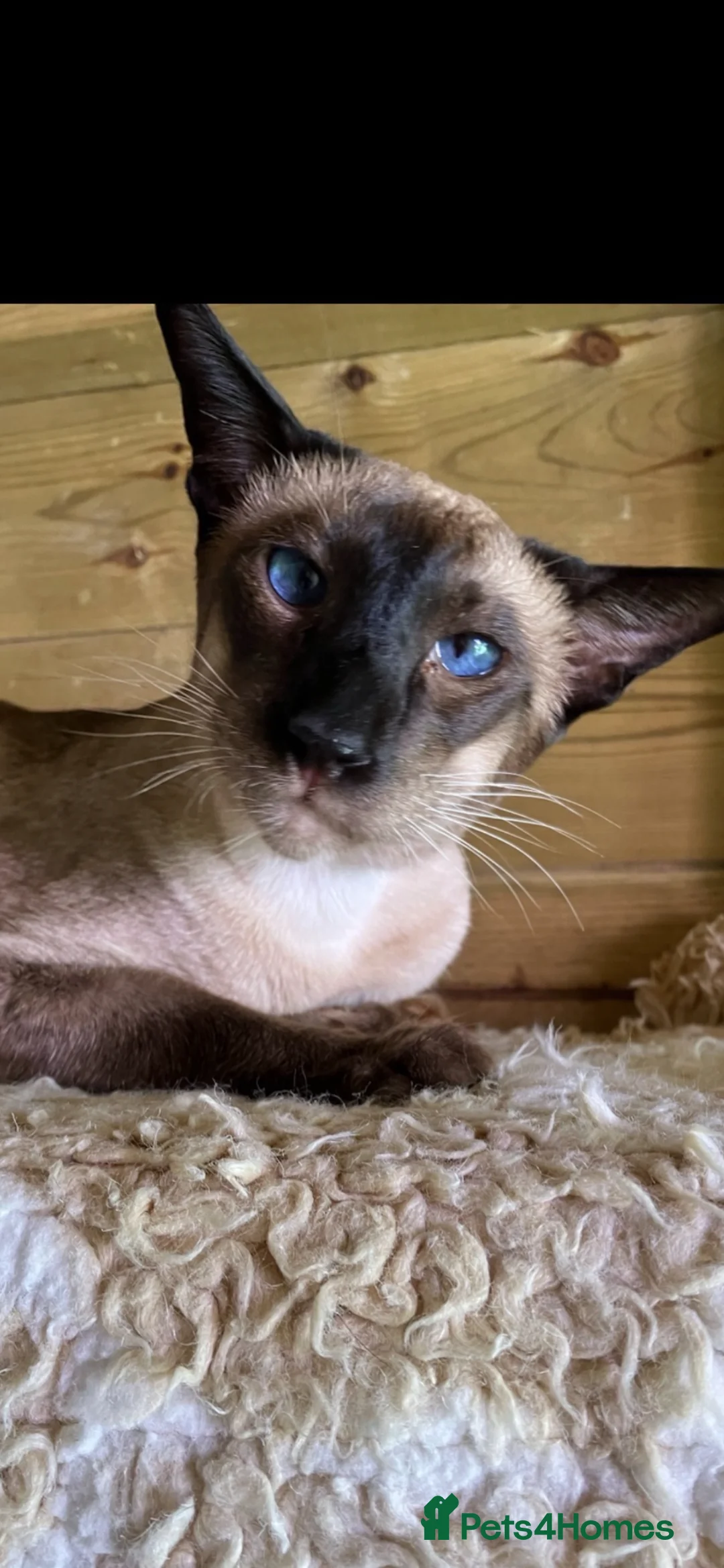 Siamese cats for sale: Beautiful adoring Siamese babies - Advert 15