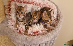 Bengal cats for sale: Amazing Bengal kittens 🥰 last boy left ❤️ in Corby - Image 20