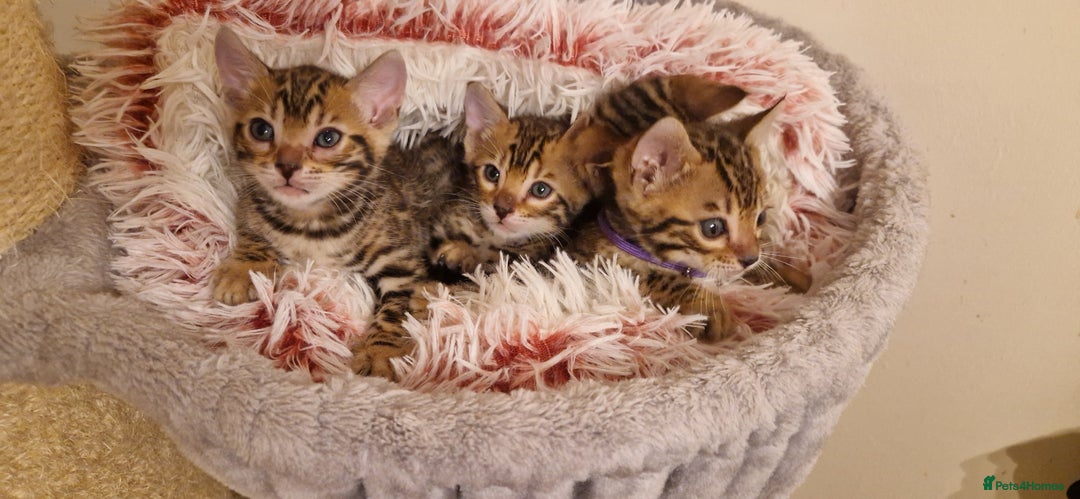 Bengal cats for sale: Amazing Bengal kittens 🥰 last boy left ❤️ in Corby - Image 20