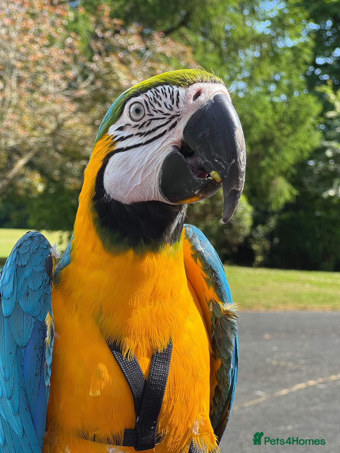 Macaws birds for sale: Blue & Gold Macaw - Advert 2