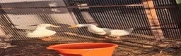 Ducks poultry for sale: Cherry valley  in Bristol - Advert 2