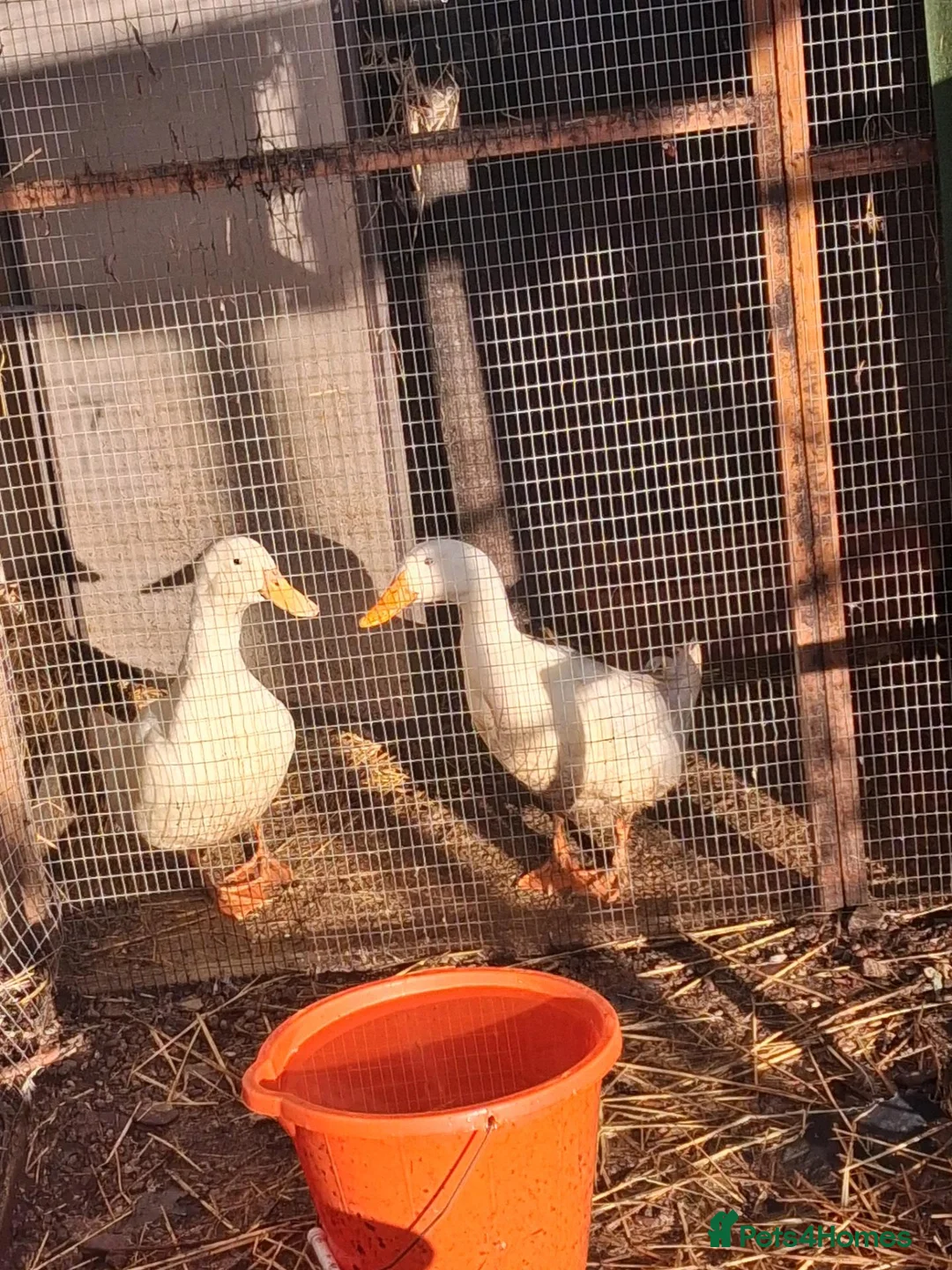 Ducks poultry for sale: Cherry valley  in Bristol - Advert 2