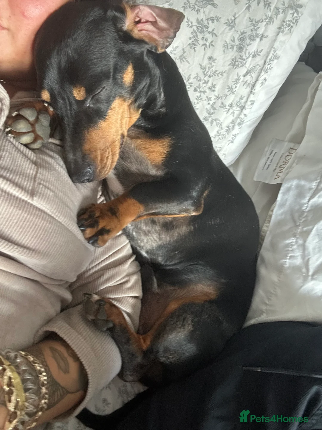 Dachshund dogs for sale: 2 year ago male dachshund 🐶 please read add - Advert 3