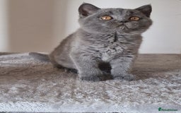 British Shorthair cats for sale: Tica Registered Blue British Shorthair kittens - Image 22
