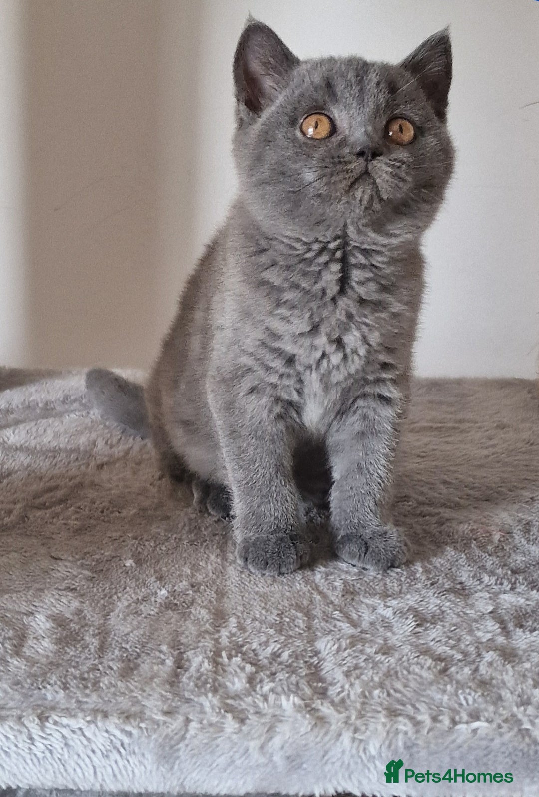 British Shorthair cats for sale: Tica Registered Blue British Shorthair kittens - Image 22
