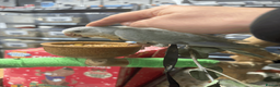 Parrots birds for sale: Handreared baby quaker - Advert 3