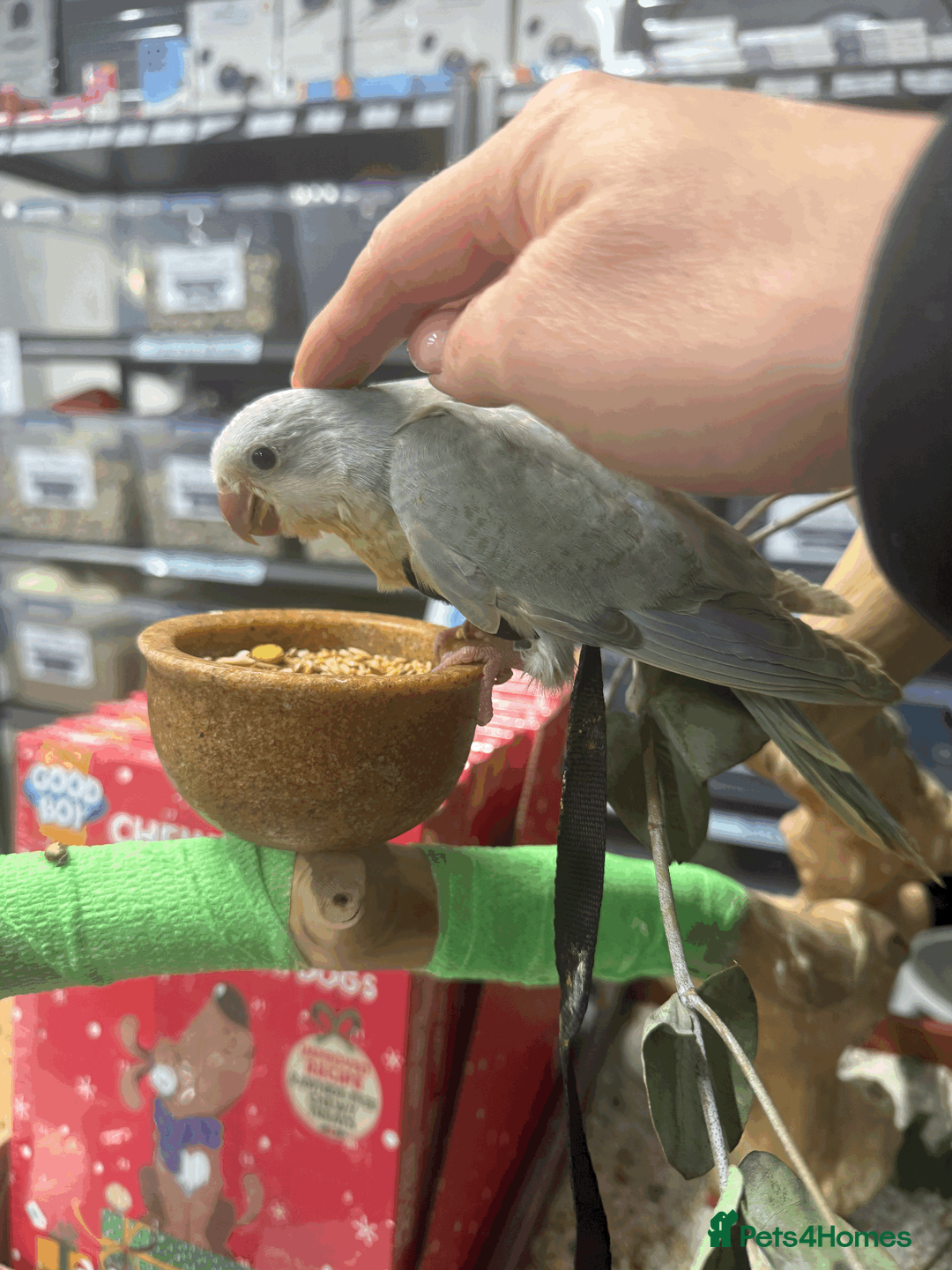 Parrots birds for sale: Handreared baby quaker - Advert 3