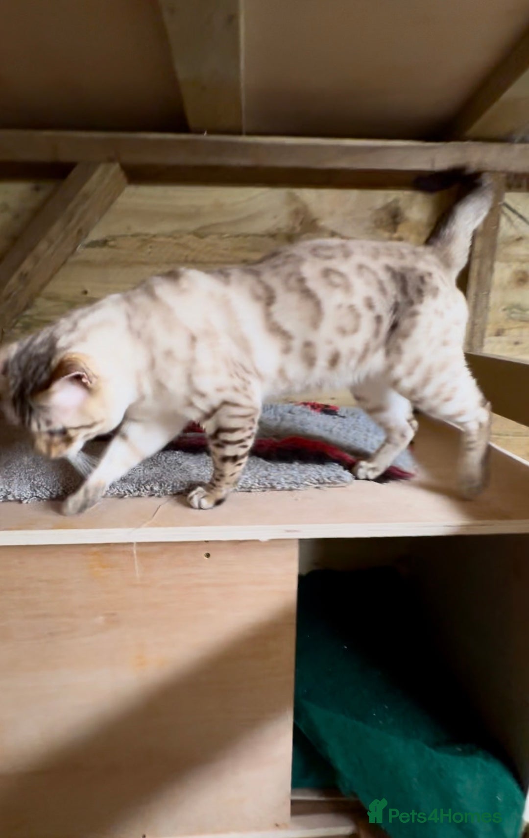 Bengal cats for stud: TICA Seal Lynx Snow Blue Eyed Bengal Stud in Thetford - Advert 4