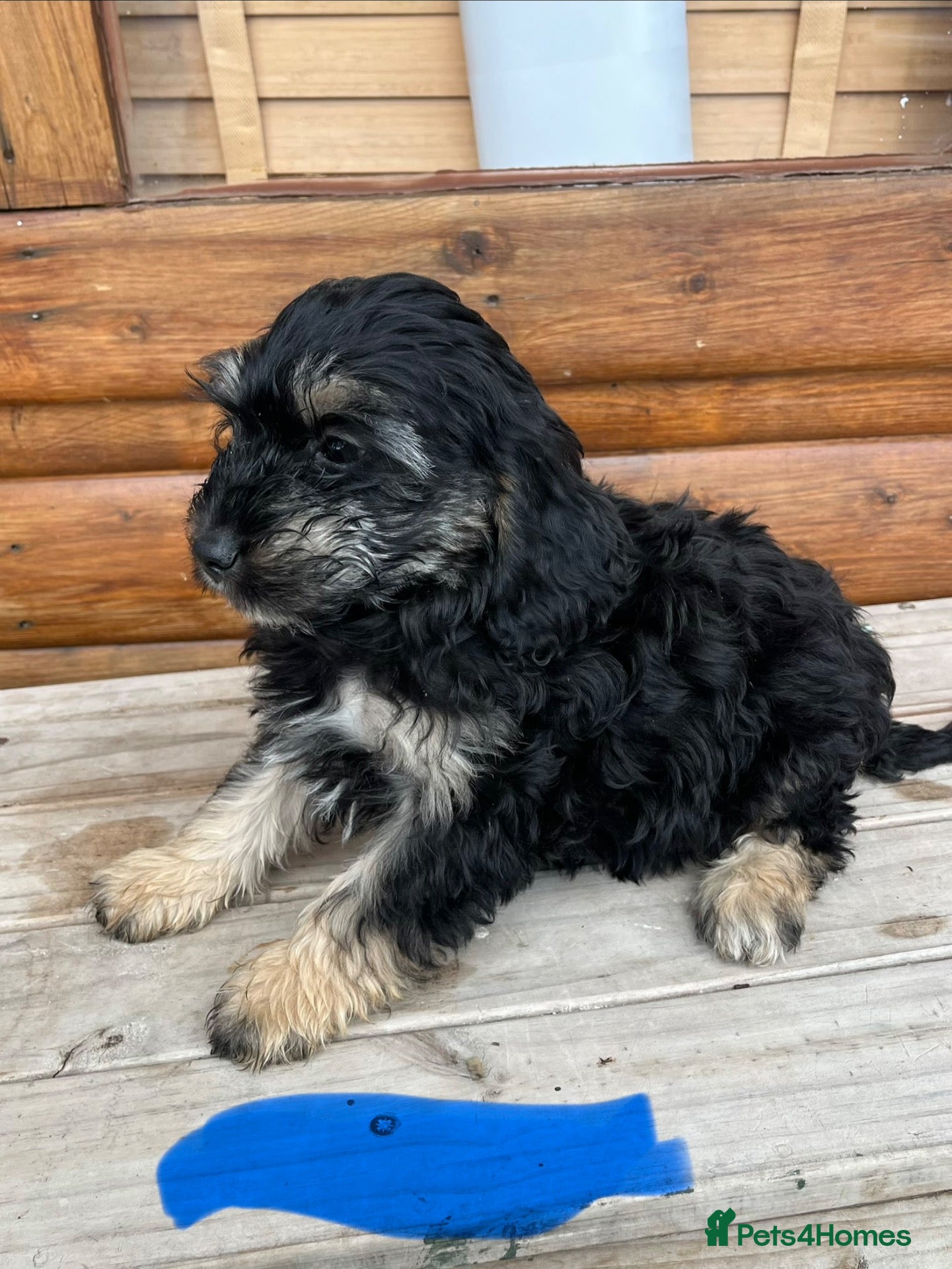 Cockapoo dogs for sale: Cockerpoo - Advert 1