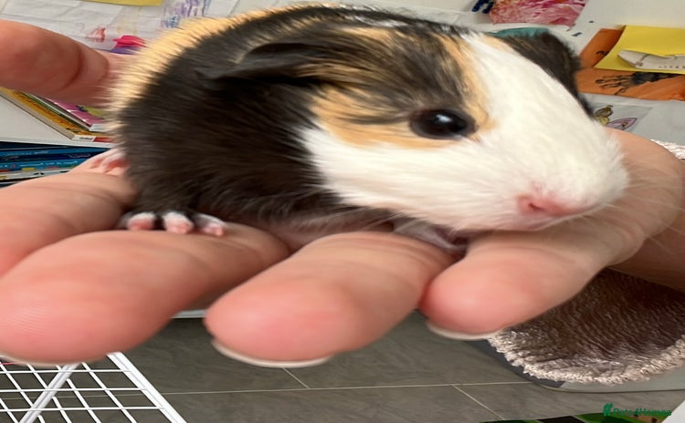 Guinea Pig rodents - Advert 3