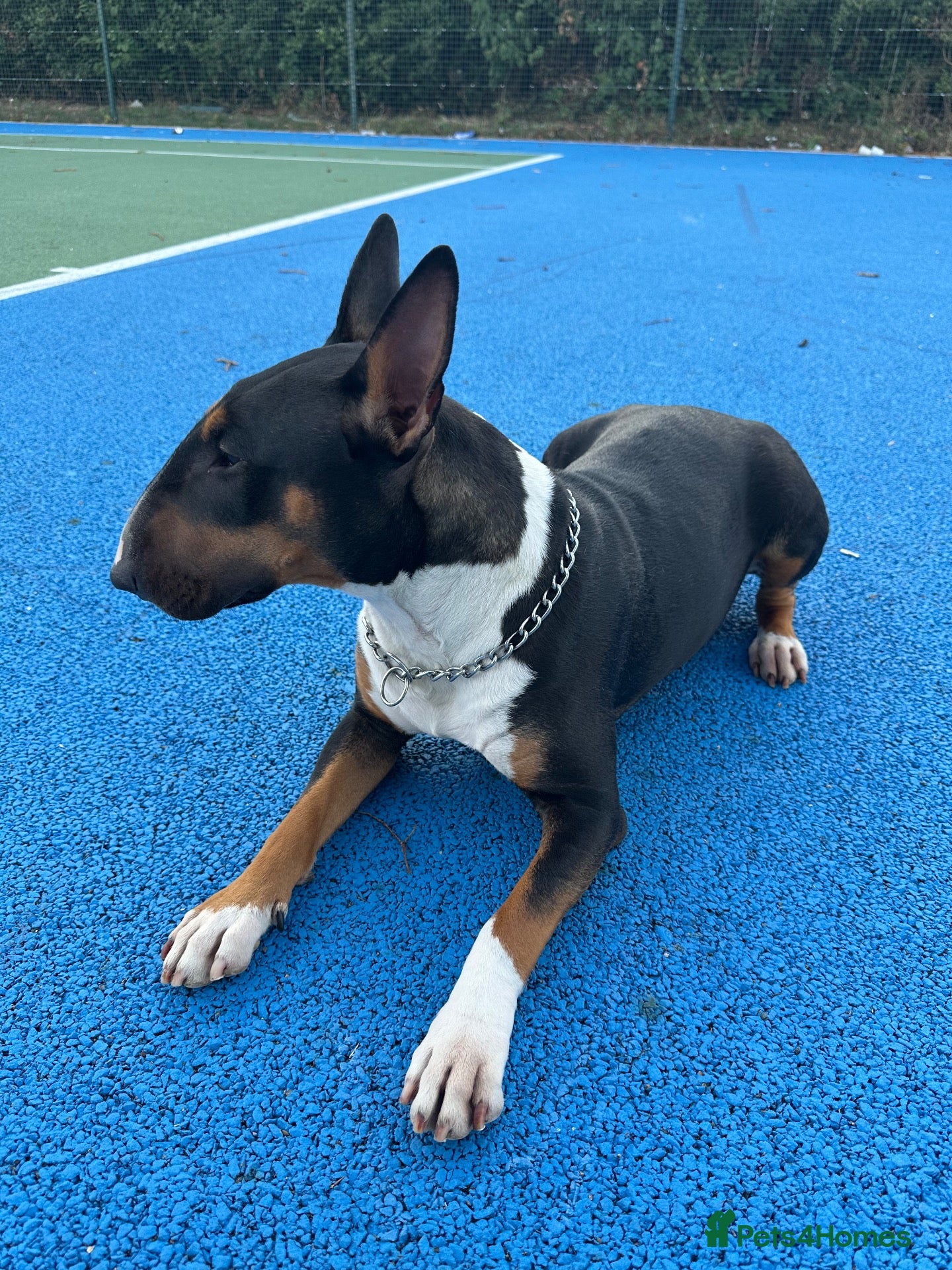 English Bull Terrier dogs KC UK Champion Bloodline Puppies Waiting List Open - Advert 2