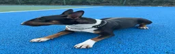 English Bull Terrier dogs for sale: UK Champion Bloodline Puppies Waiting List Open - Advert 9