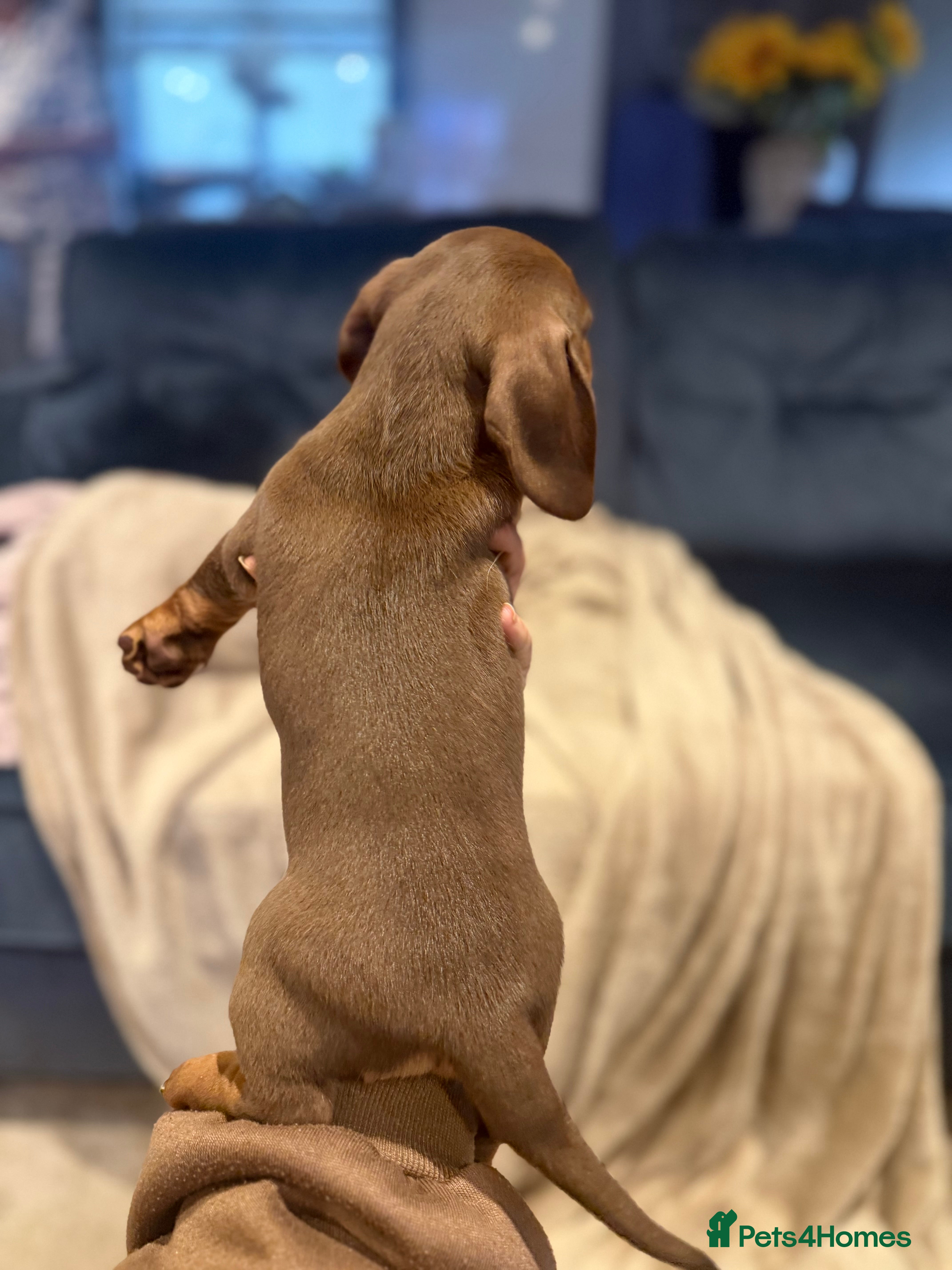 Miniature Dachshund dogs Miniature dachshund puppies!  - Advert 9