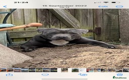 Staffordshire Bull Terrier dogs for stud: Black and blue studs - Image 9