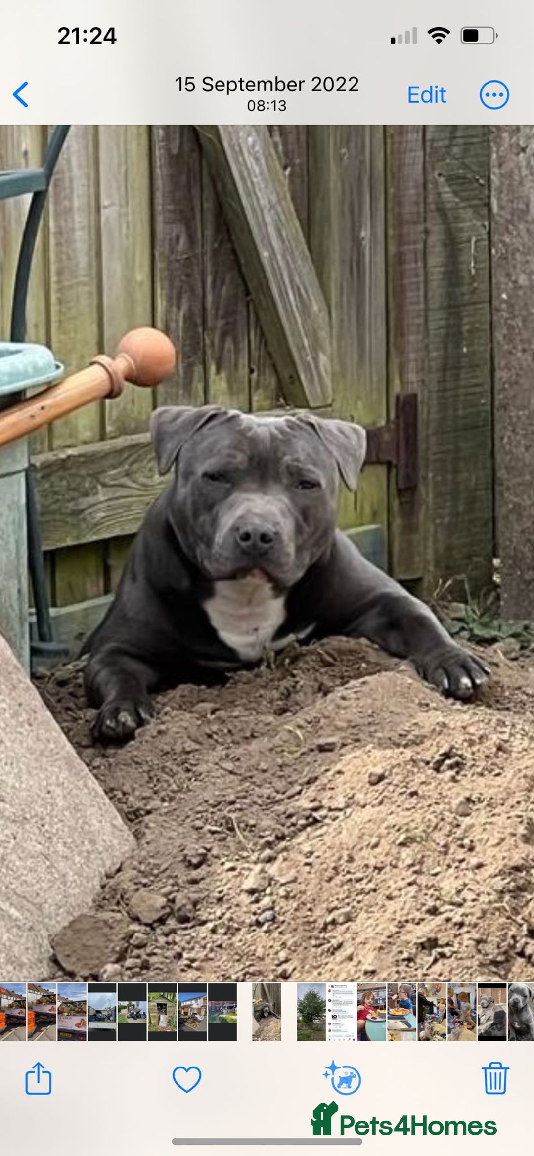 Staffordshire Bull Terrier dogs for stud: Black and blue studs - Image 9