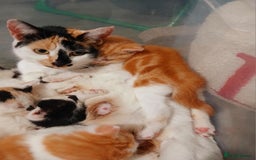 Mixed Breed cats for sale: Kittens for sale 1 male 1 female left  - Image 2