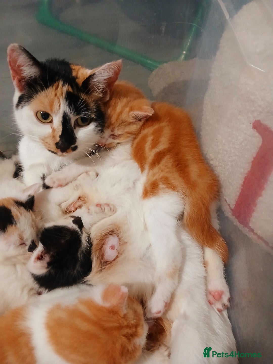 Mixed Breed cats for sale: Kittens for sale 1 male 1 female left  - Image 2