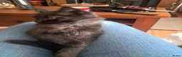 Maine Coon cats for sale: Maine coon cross ragdoll kittens - Advert 3