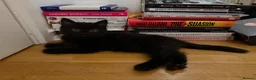 Mixed Breed cats for sale: Adorable Fluffy Tabby & Black Mix Kittens - Advert 2