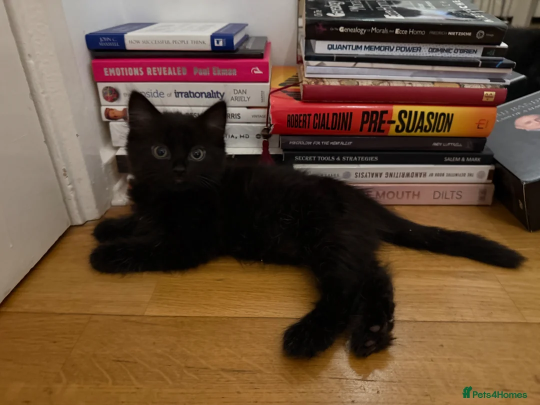 Mixed Breed cats for sale: Adorable Fluffy Tabby & Black Mix Kittens - Advert 2