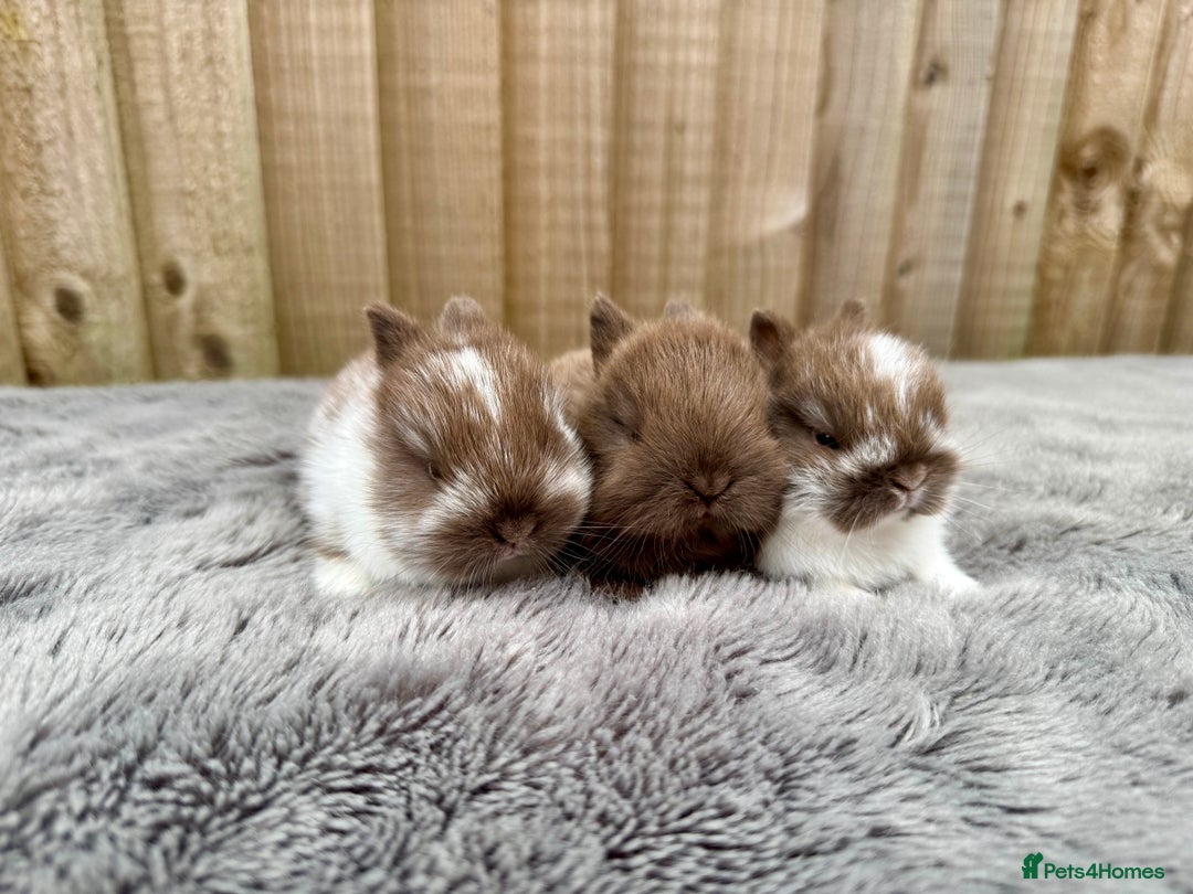 Netherland Dwarf rabbits for sale: Netherland Dwarf Rabbits  - Image 5