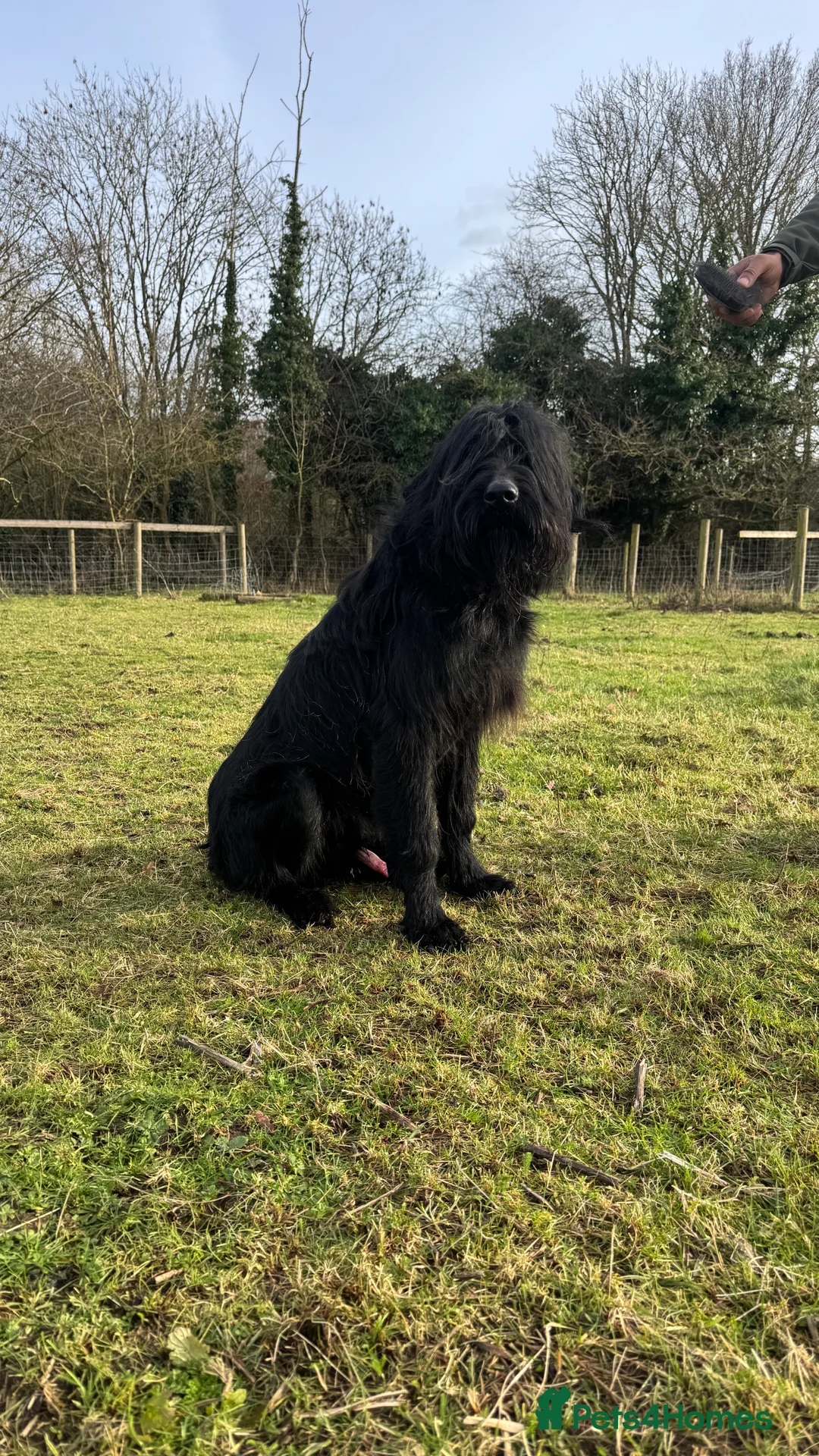 Giant Schnauzer dogs for sale: Bodie Boy available  - Advert 5