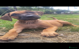 Rhodesian Ridgeback dogs for sale: KC reg chunky handsome pups - Image 15