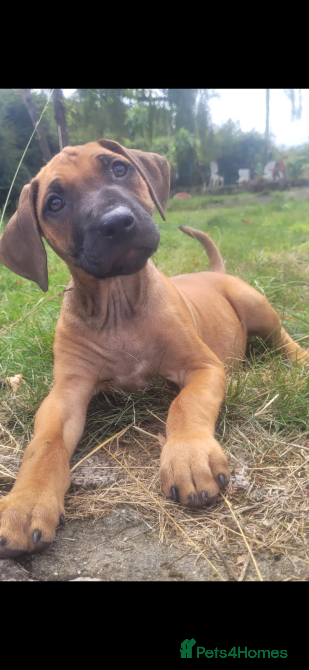 Rhodesian Ridgeback dogs for sale: KC reg chunky handsome pups - Image 15