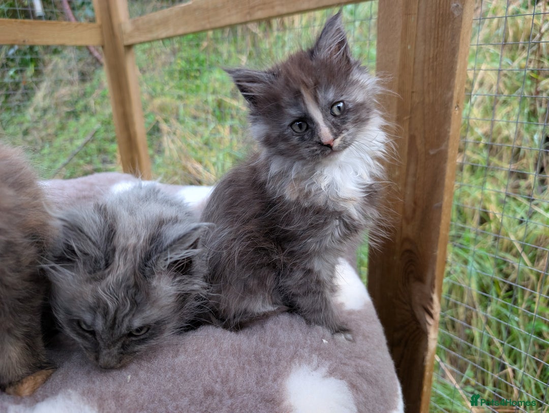 Maine Coon cats for sale: 3 Stunning Maine Coon Kittens  - Advert 7