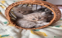 British Longhair cats for sale: British long hair kittens - Image 8