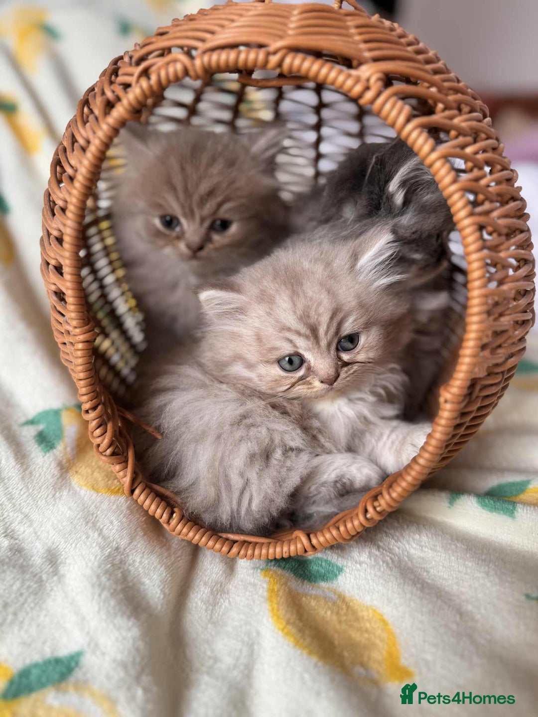 British Longhair cats for sale: British long hair kittens - Image 8