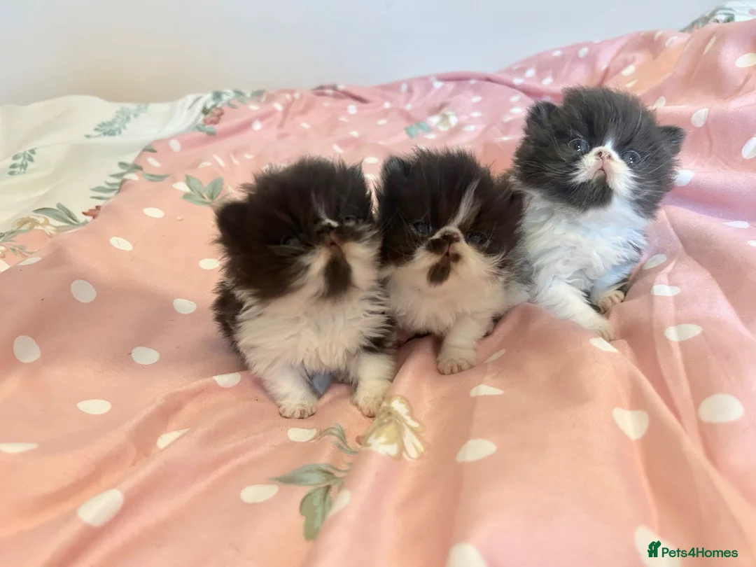 Persian cats for sale: GCCF Active Persians Grand Champion Lines - Advert 1